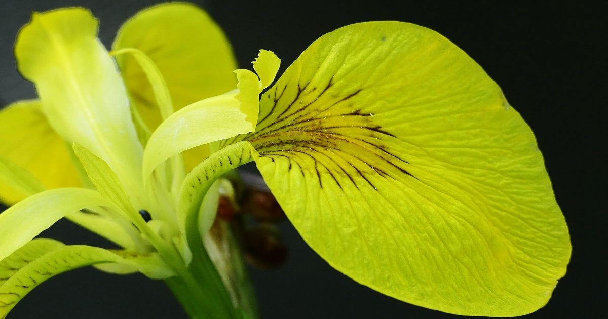 Lírio amarelo. Joaquim Félix