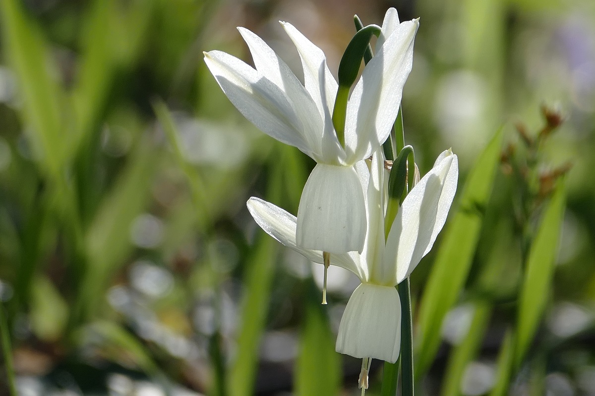 Flor. Primavera. Joaquim Félix