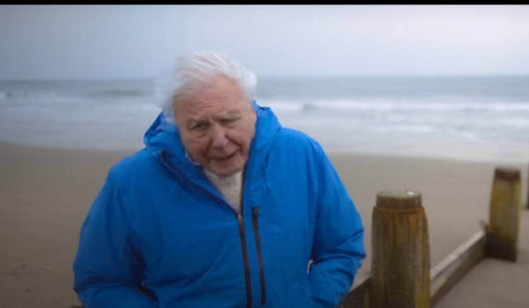Oceano – O último reduto selvagem, de David Attenborough