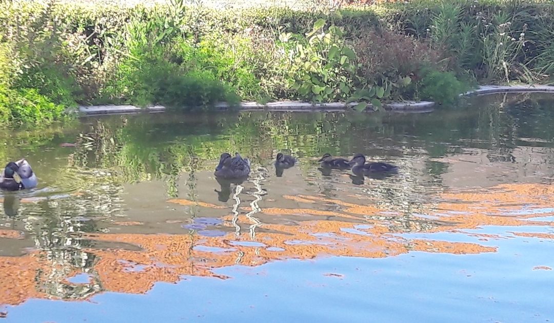 O Jardim do mundo, ao cuidado da Humanidade