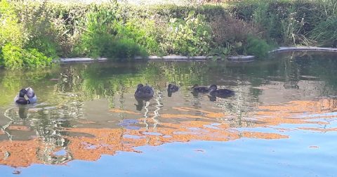 O Jardim do mundo, ao cuidado da Humanidade Jardim Laudato Si’, no Seminário Franciscano da Luz, em Lisboa: “O jardim é, na Bíblia, o contrário do deserto: povoado, fremente, obscuro, perfumado e vivo.” Foto © Isidro Lamelas