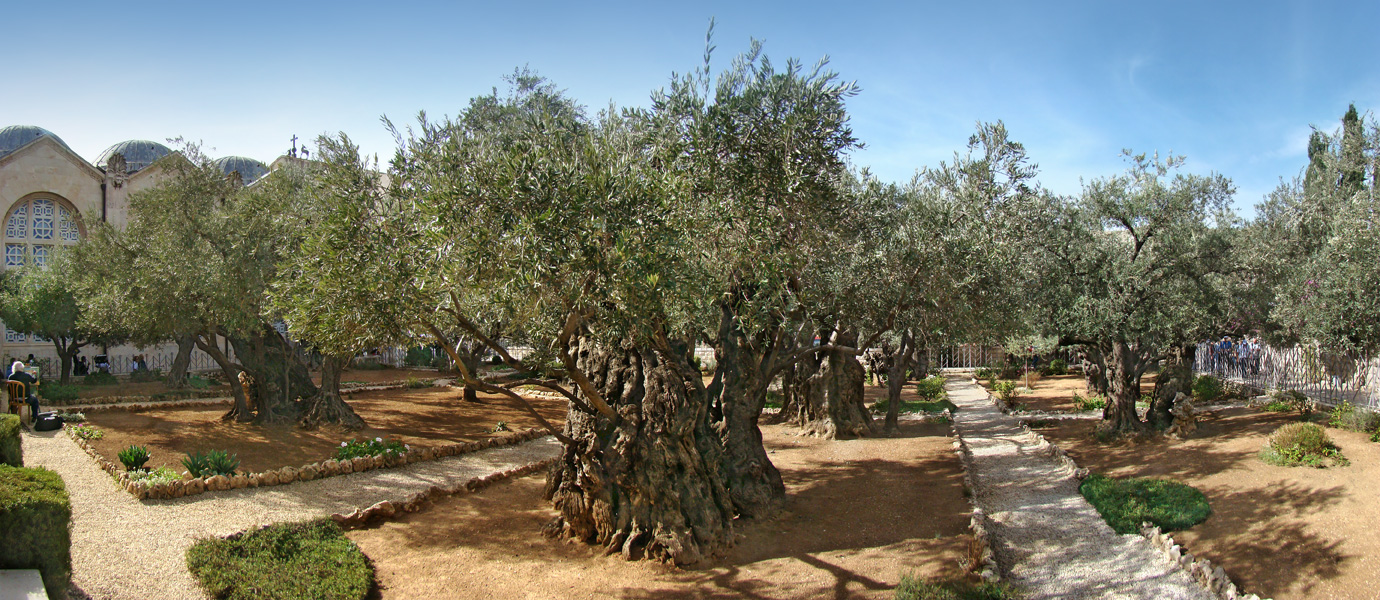 Jardim do Getsémani, Monte das Oliveiras, Jerusalém: o lugar da traição de Judas e antecâmara da paixão de Jesus, reflexo da ambiguidade do jardim. Foto © Tango7174, CC BY-SA 4.0 <https://creativecommons.org/licenses/by-sa/4.0>, via Wikimedia Commons