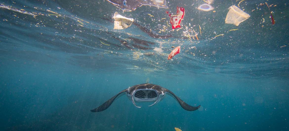 The Ocean Story Vincent Kneefel Até 12 milhões de toneladas métricas de plástico entram no oceano todos os anos — o equivalente a um caminhão de lixo a cada minuto.