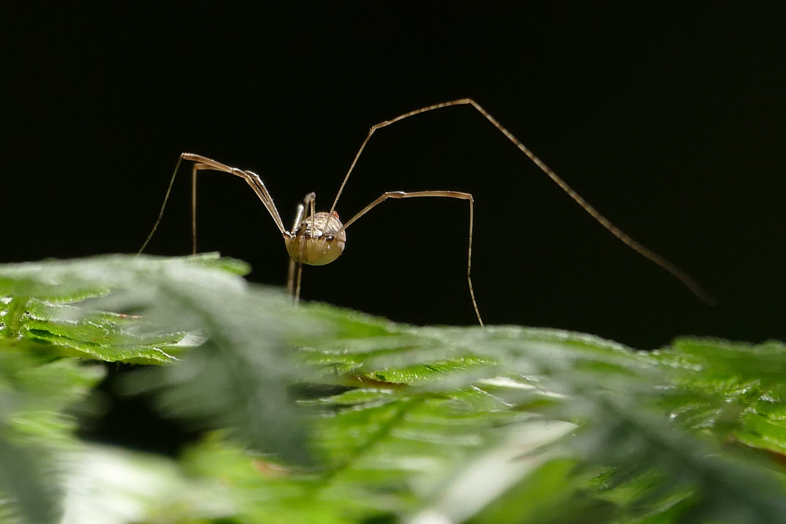 [Sê maternal como uma aranha. Balsa. Fragoso © fotografia: Joaquim Félix]