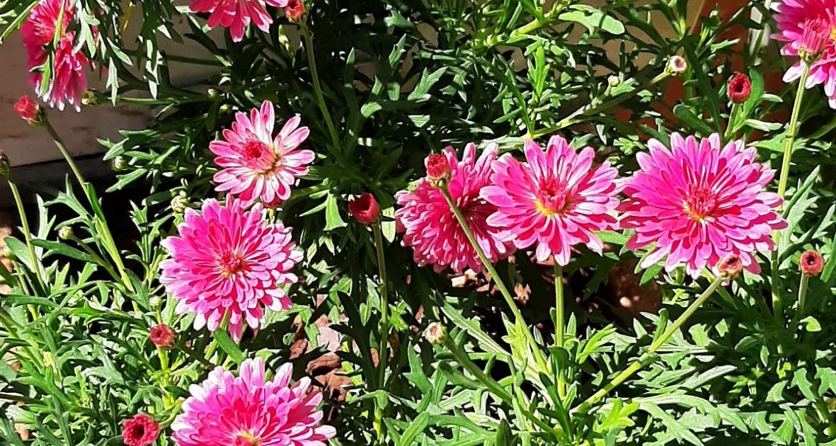 Flores