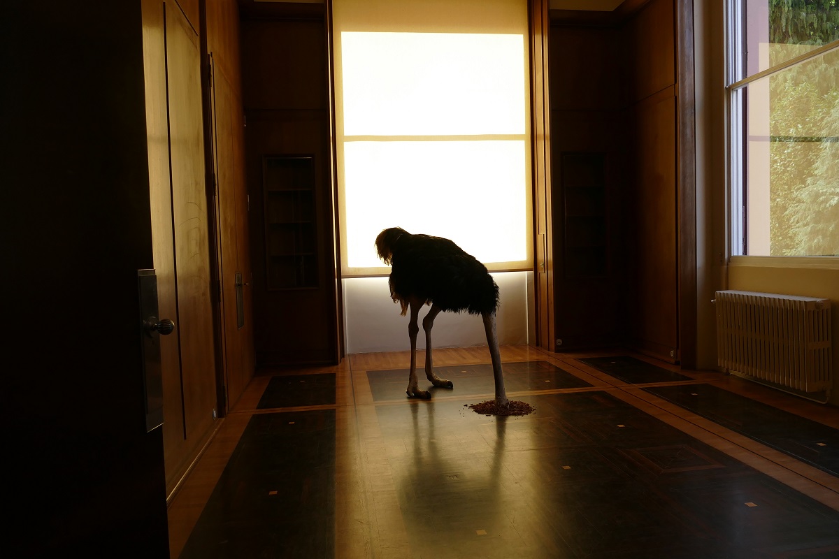Avestruz de Maurizio Cattelan, Serralves