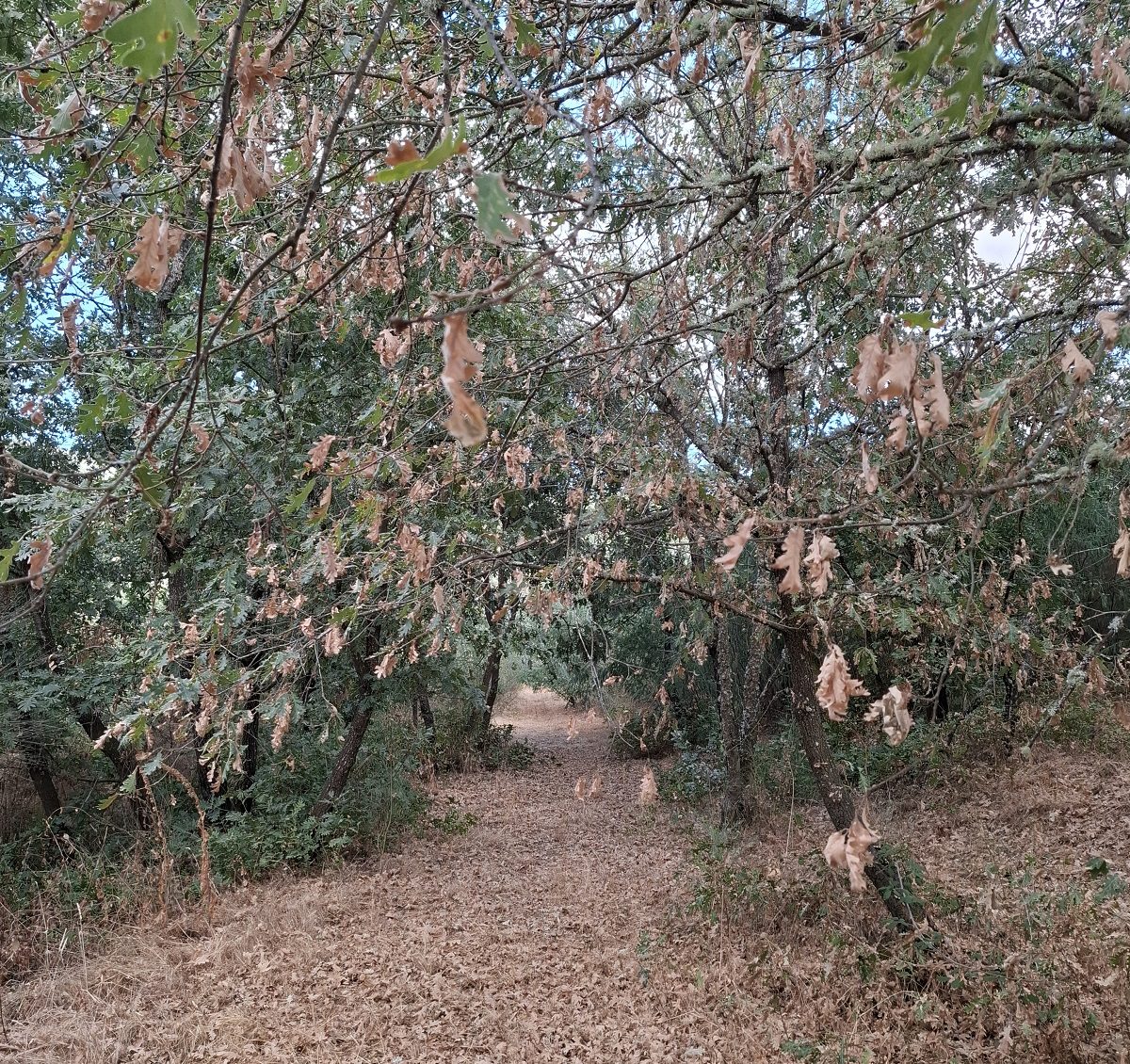 Paradela de Veiga