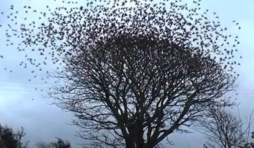 A Metamorfose dos Pássaros