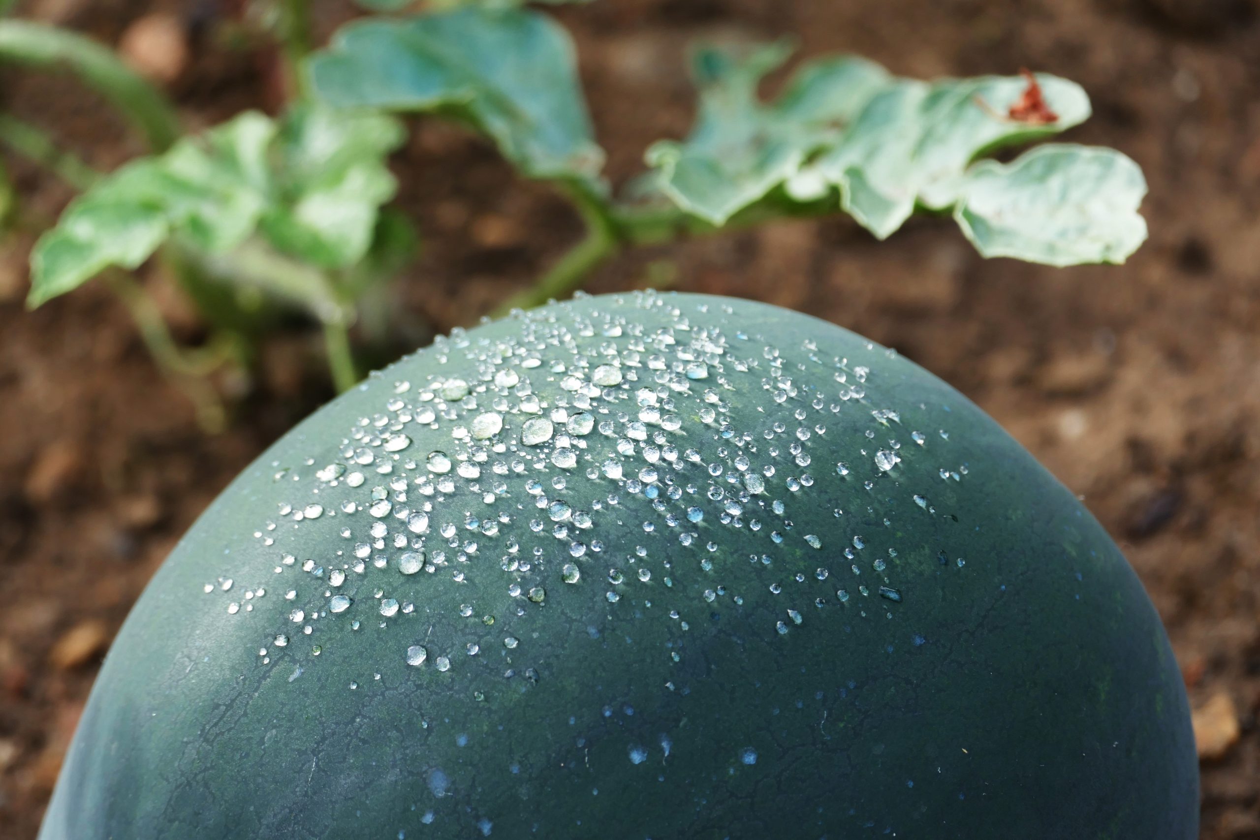 Gotas de chuva sobre uma melancia na horta © fotografia: Joaquim Félix