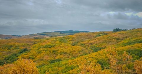 Mesmo em terra com poucas videiras, o sacristão desculpa-se com as vindimas Serra da Nogueira Foto Hermano Filipe