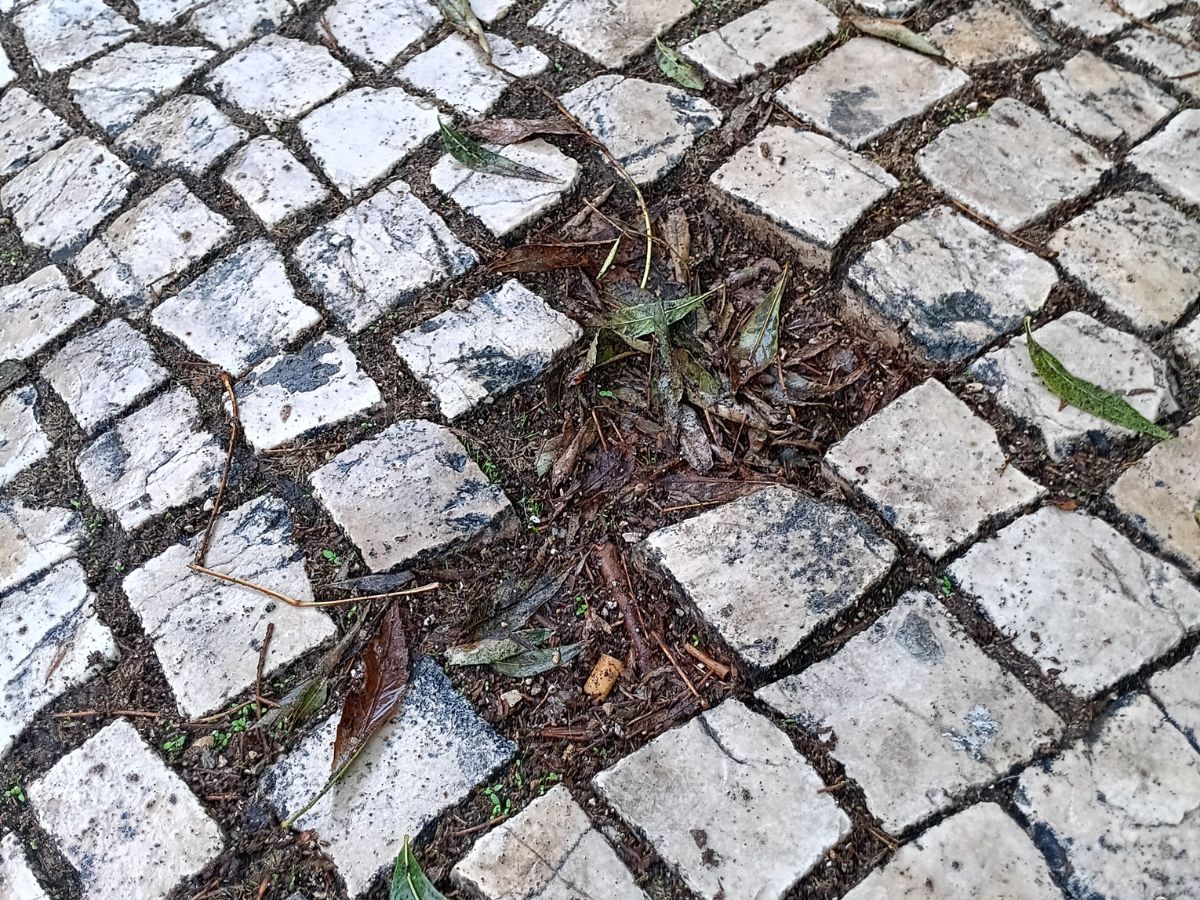 Covas de tropeço nas ruas de Lisboa. Foto Miguel Veiga