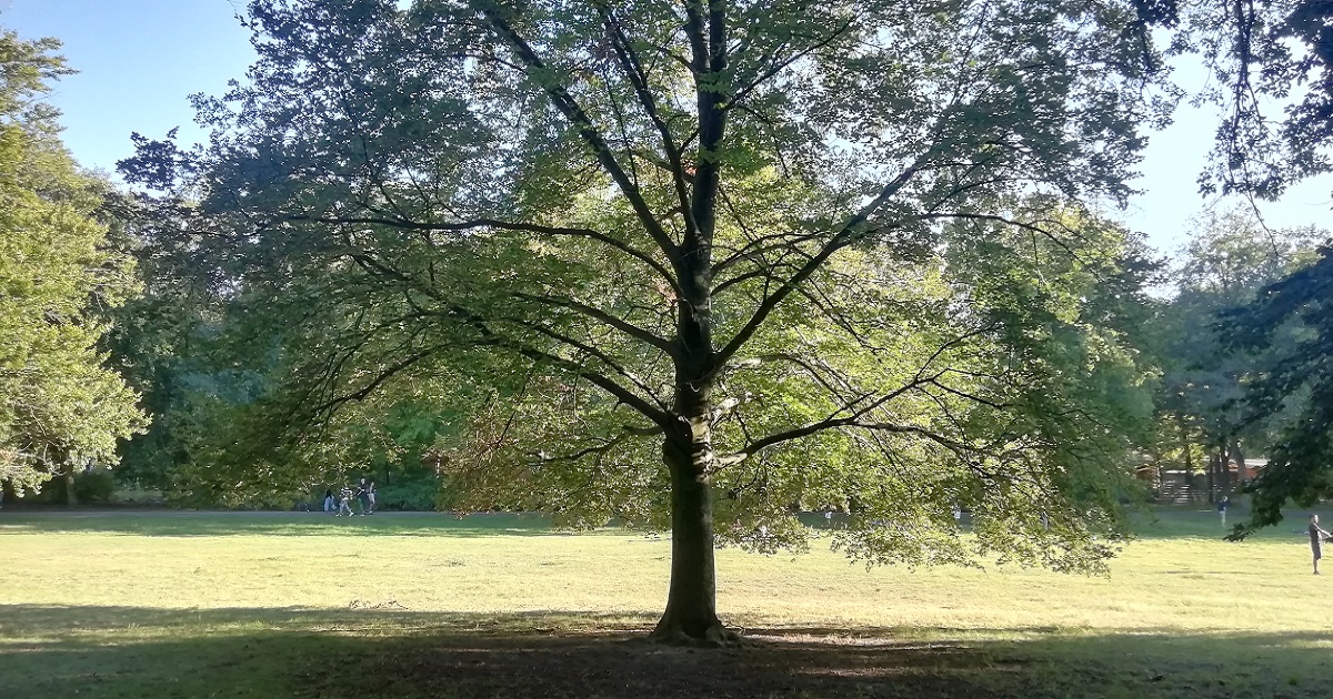 Inês Patrício Paisagem. Jardim