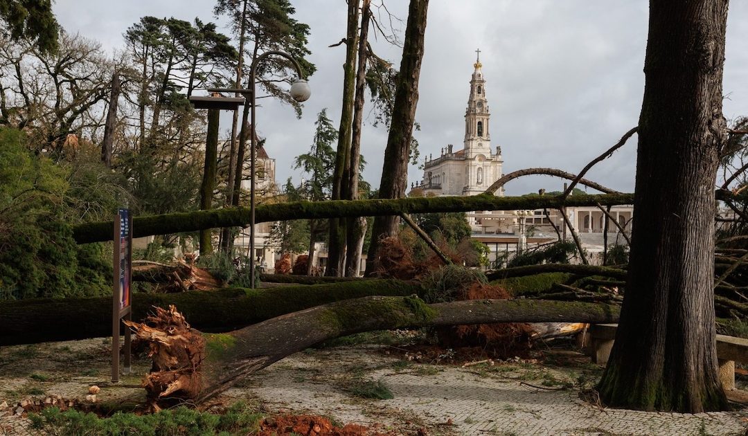 Temporal derrubou dezenas de árvores no Santuário, mas poupou Capelinha