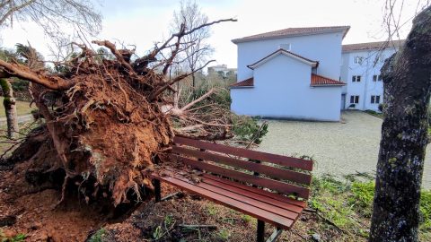 Solidariedade e esperança depois da tempestade Um árvore arrancada pela raiz, no Seminário de Leiria, que é agora o centro da Proteção Civil. Foto © Paulo Adriano. Tempestade Kristin.