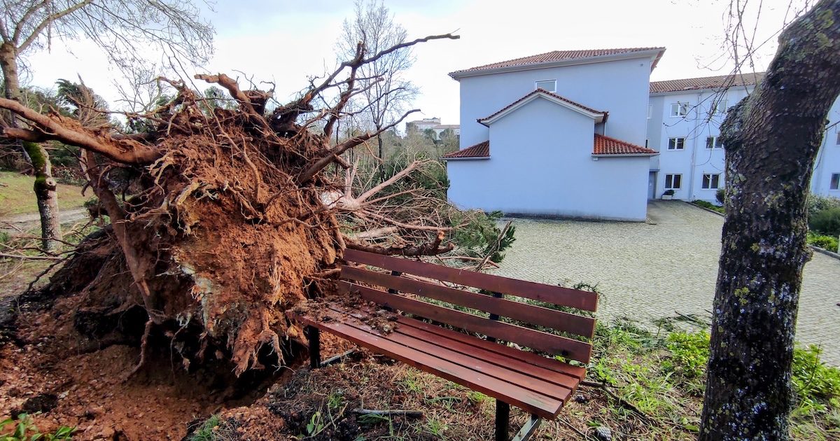 Um árvore arrancada pela raiz, no Seminário de Leiria, que é agora o centro da Proteção Civil. Foto © Paulo Adriano. Tempestade Kristin.
