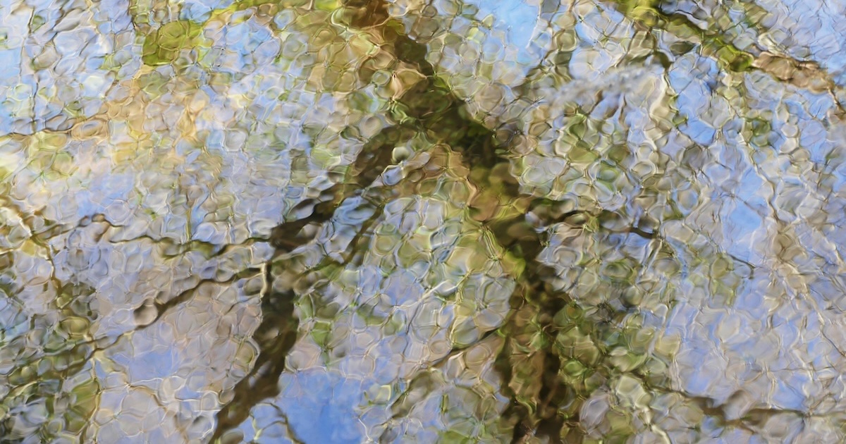 árvore, água, reflexo; árvore, água, reflexo