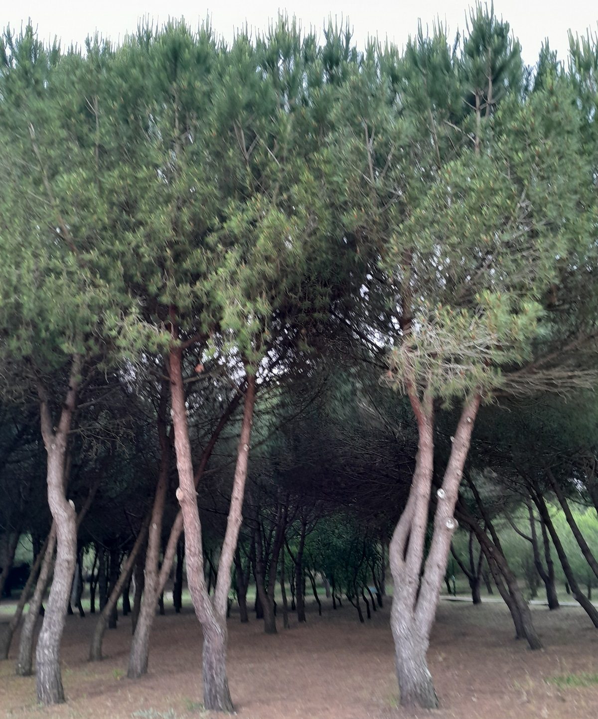 Pinheiros