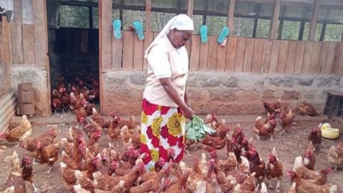 Ir. Josephine Kwenga ajuda agricultores no Quénia. Foto: Direitos reservados.