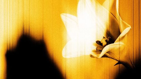 A Páscoa cumpriu-se ao som dos U2 Pormenor da capa do disco Easter Lily. Anton Corbijn fotografou este lírio (trumpet lily), em 2026, para a capa do disco. Foto: Direitos reservados/Promoção.