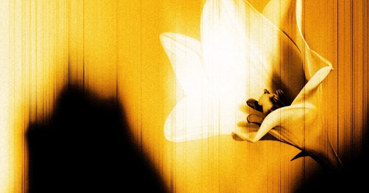 Pormenor da capa do disco Easter Lily. Anton Corbijn fotografou este lírio (trumpet lily), em 2026, para a capa do disco. Foto: Direitos reservados/Promoção.