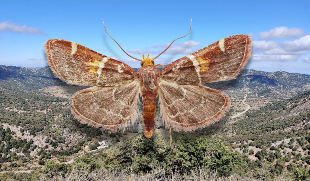 Pyralis Papaleonei: a borboleta batizada em honra de Leão XIV e da sua preocupação com o planeta