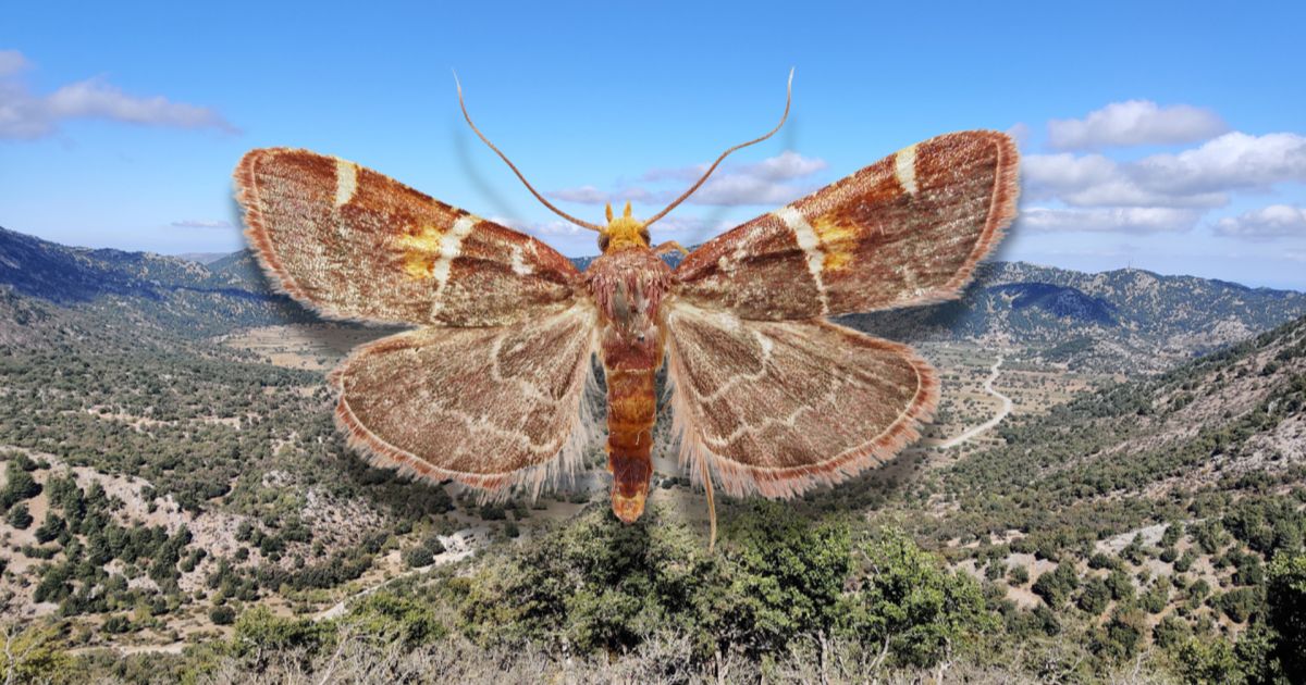 Pyralis papaleonei uma magnífica borboleta descoberta nas montanhas de Creta receberá o nome do Papa. Foto Pensoft