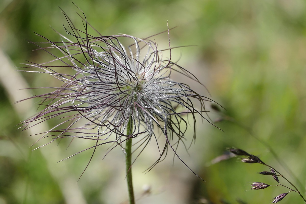 Natureza