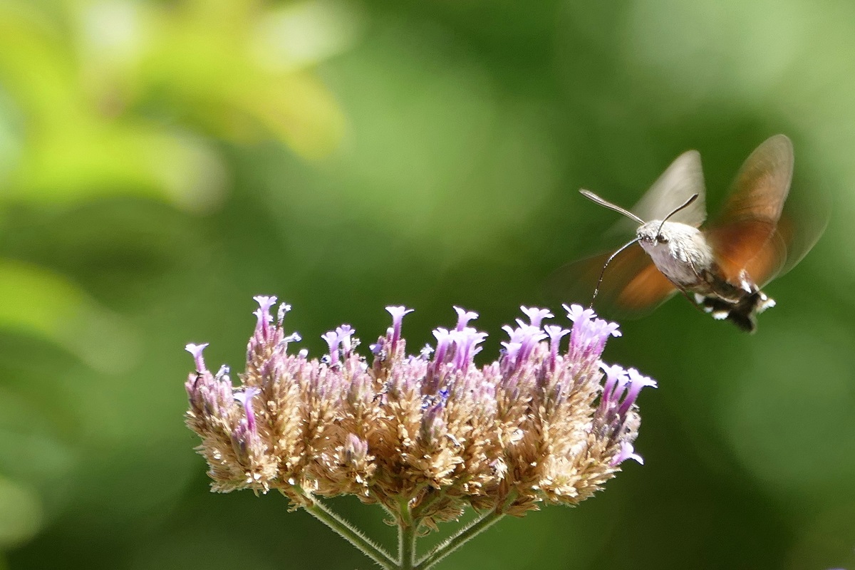 Borboleta-colibri