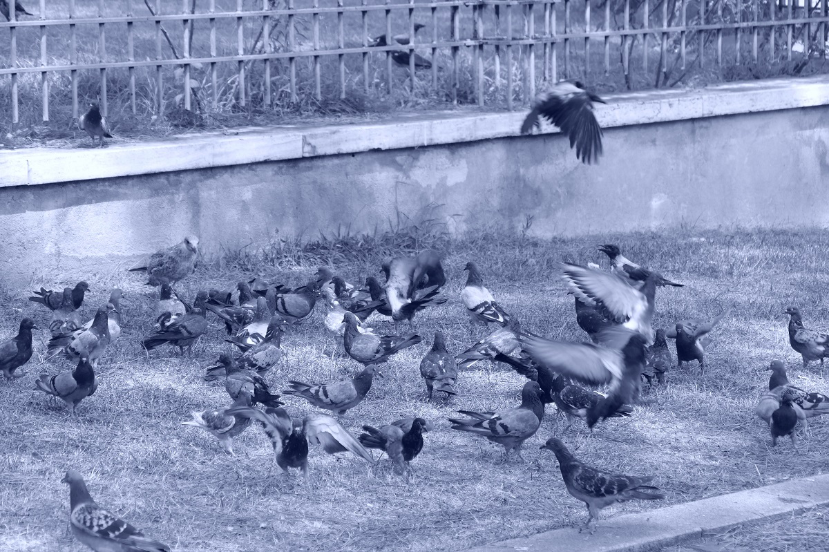 Alvoroço entre as aves