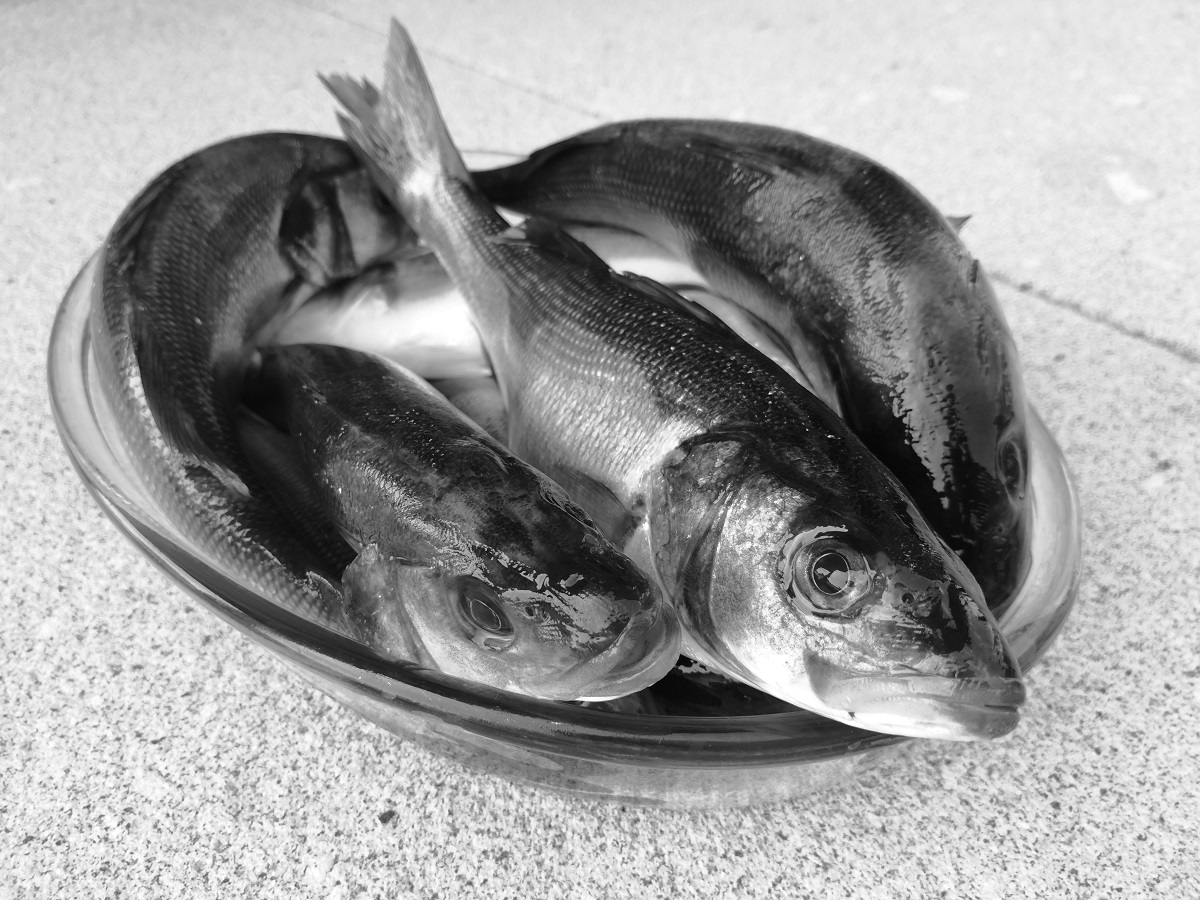 Robalinhos pescados no rio Lima, Viana do Castelo.
