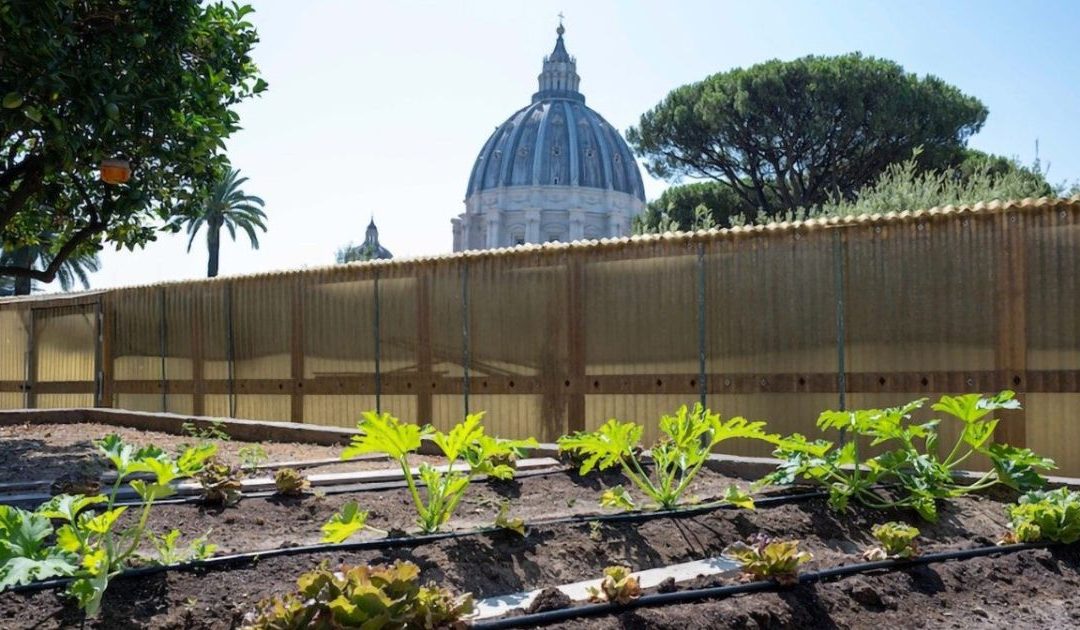 A horta do Papa está a tornar-se totalmente biológica