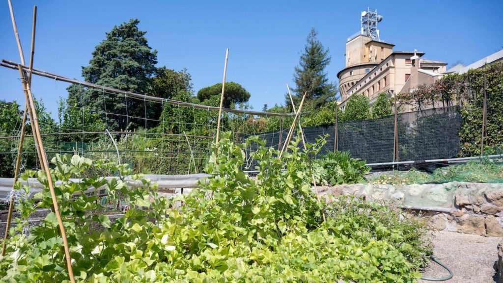 A horta dos Jardins Vaticanos 400 metros quadrados cultivados segundo critérios orgânicos (Governatorato_SCV)