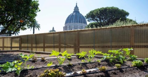 A horta dos Jardins Vaticanos 400 metros quadrados cultivados segundo critérios orgânicos (Governatorato_SCV)