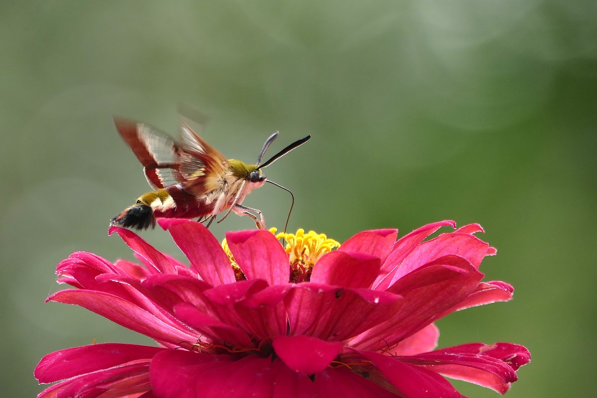 Mariposa