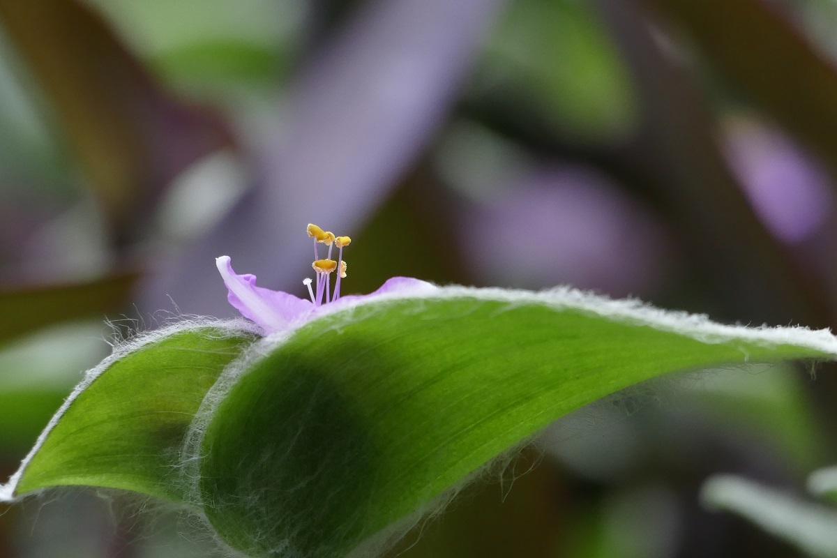 Planta teia-de-aranha