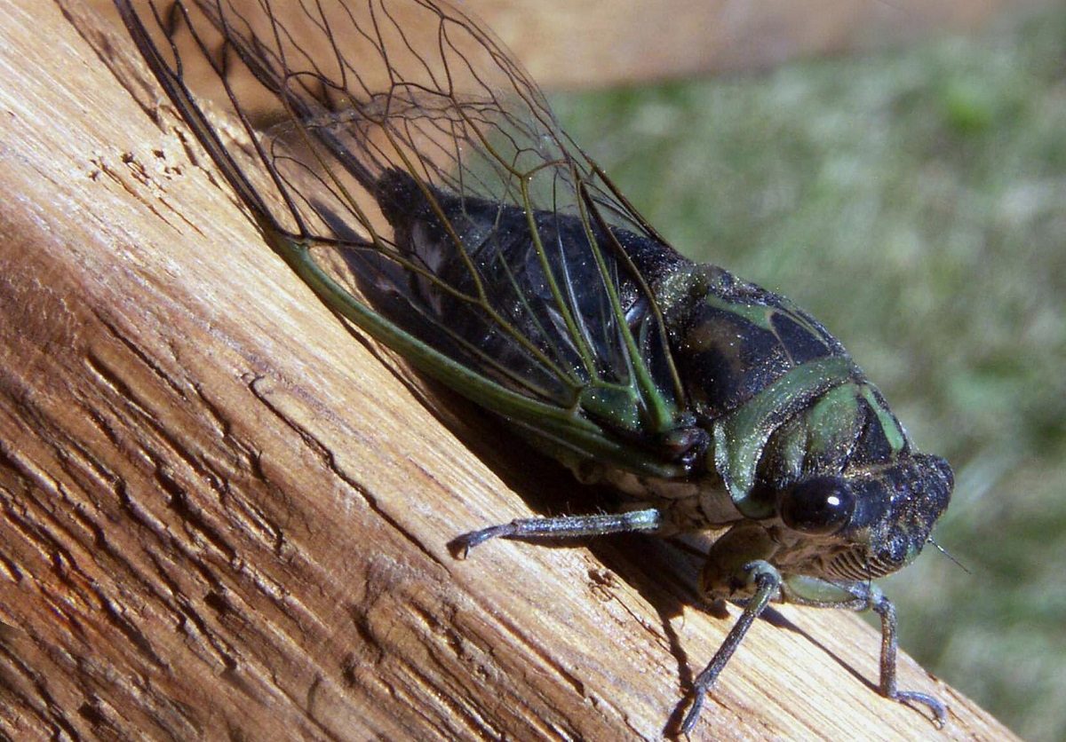 Cigarra