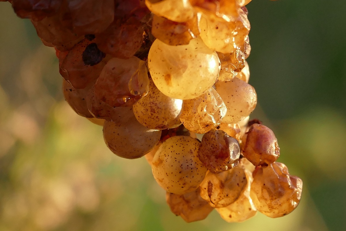 Cacho de Uva