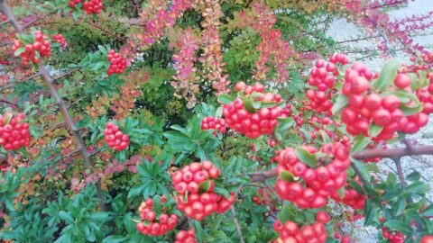 As cápsulas Flores