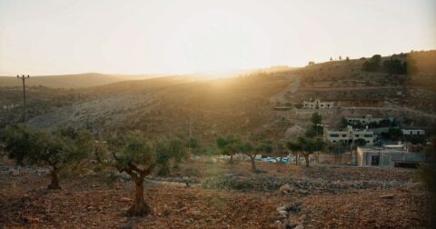 Líderes cristãos de Jerusalém denunciam "terror" de colonos e exigem proteção para Taybeh Olival em Taybeh. Foto Cécile du Gardin Aleteia