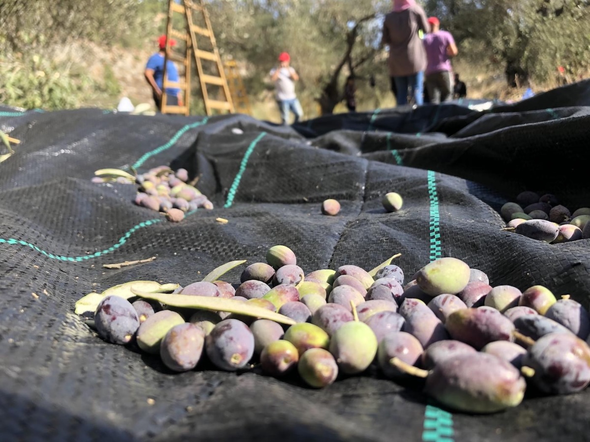 Oliveiras, azeitona, Cisjordânia, Palestina